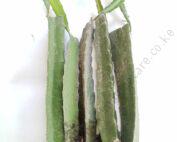 Dragon Fruit White Rooted Cutting