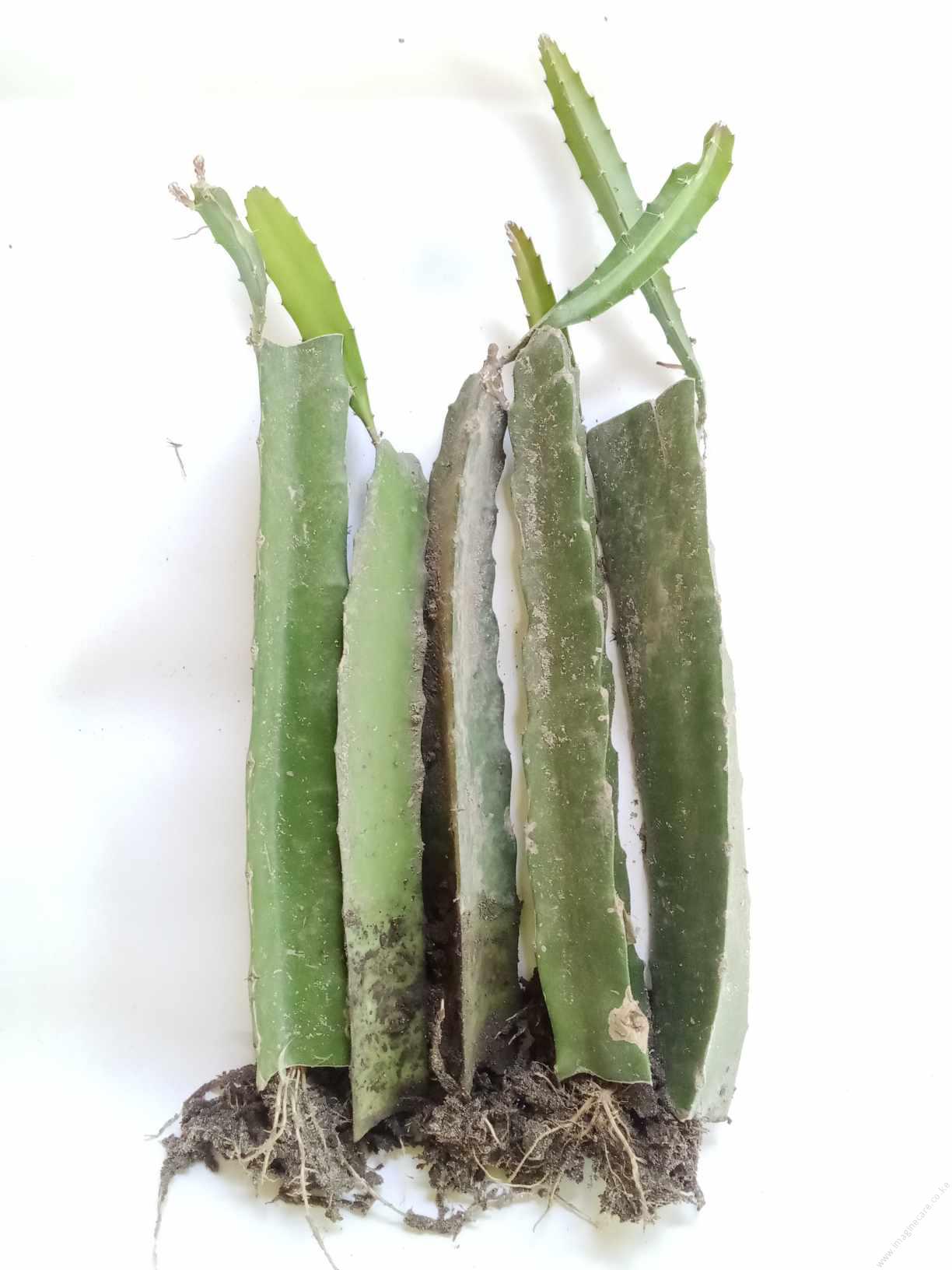 Dragon Fruit White Rooted Cutting