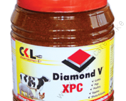 ckl-Diamond-V-XPC