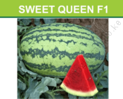 Sweet queen