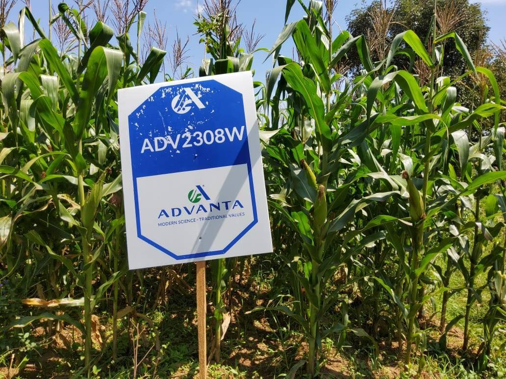ADV 2308W Hybrid Maize 2kg - Image 3