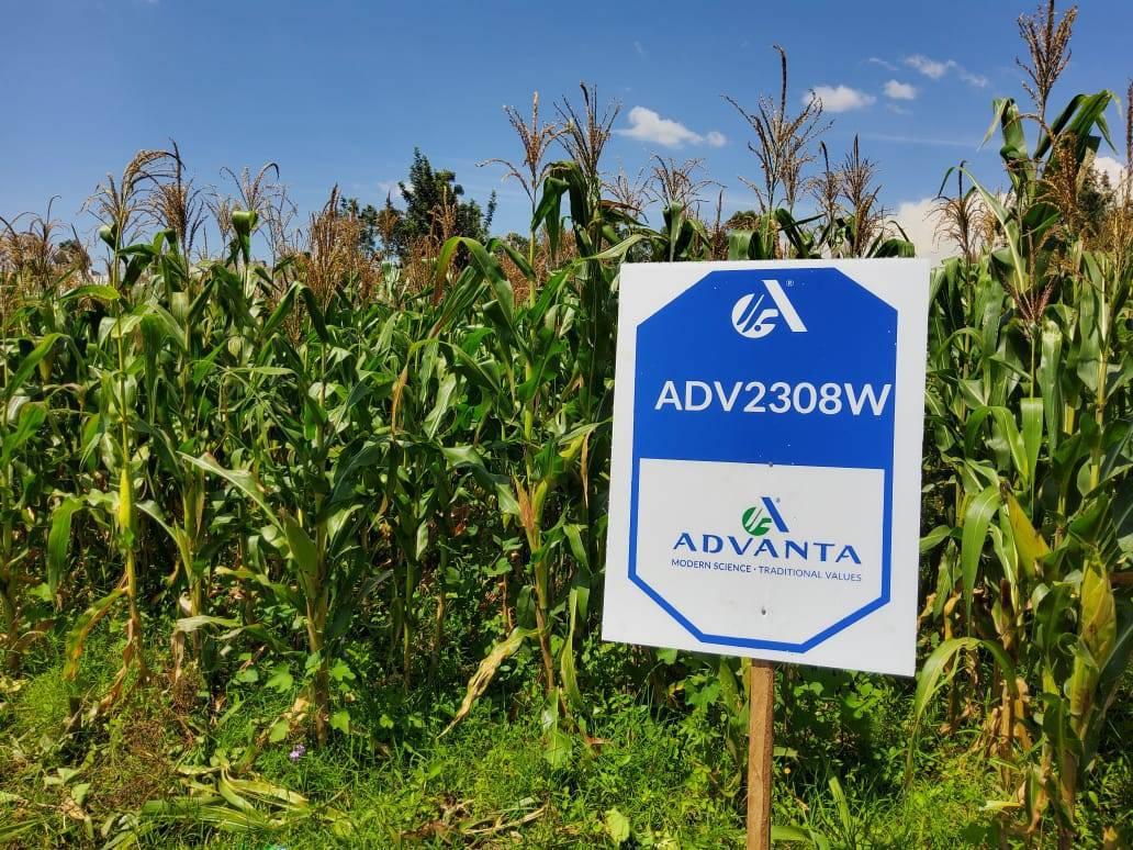 ADV 2308W Hybrid Maize 2kg - Image 4