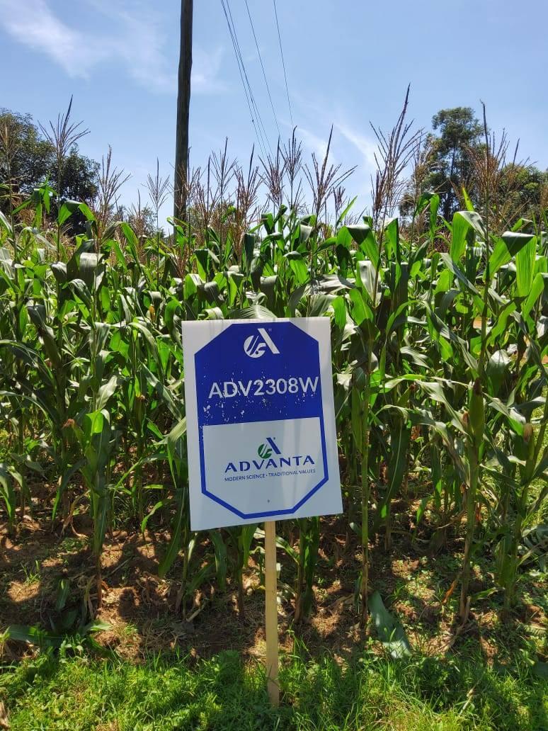 ADV 2308W Hybrid Maize 2kg - Image 5