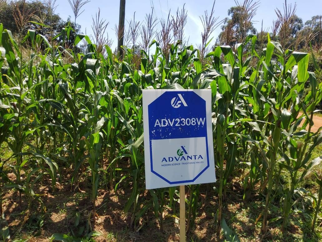 ADV 2308W Hybrid Maize 2kg - Image 6