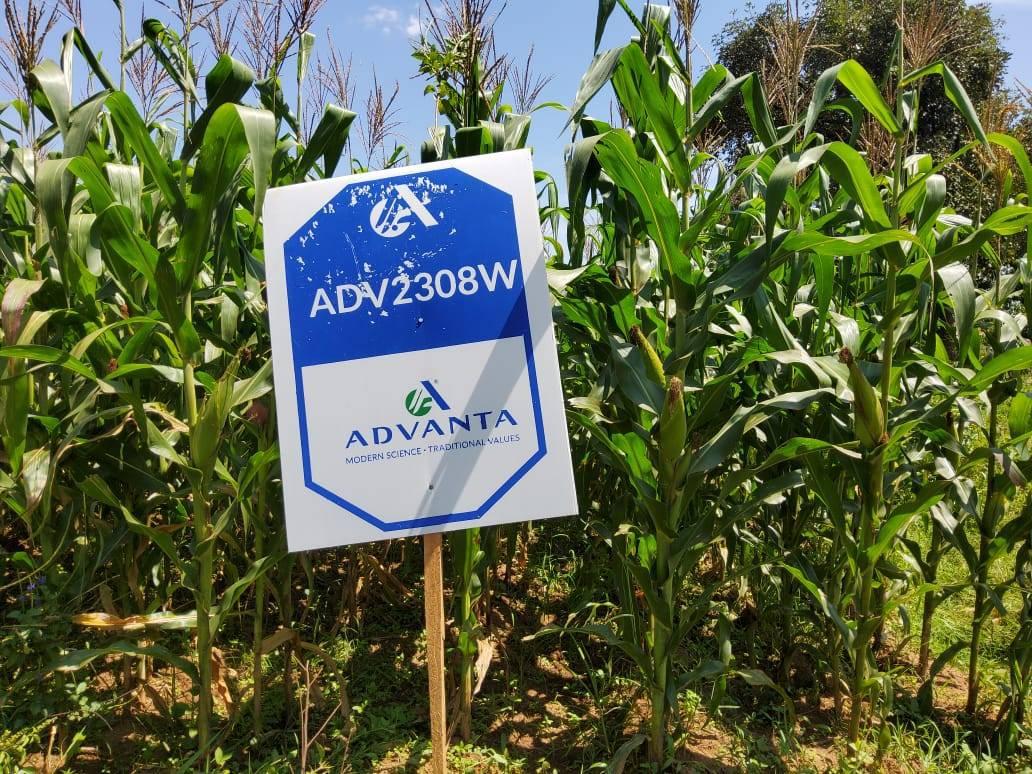 ADV 2308W Hybrid Maize 2kg - Image 7
