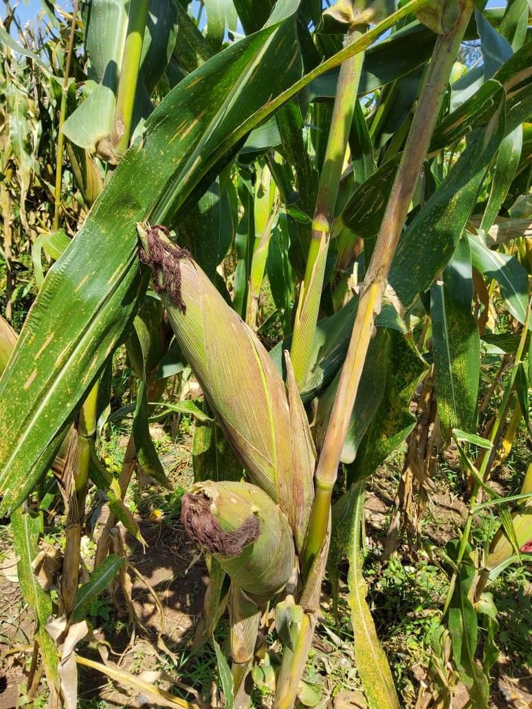 ADV 2308W Hybrid Maize 2kg - Image 8