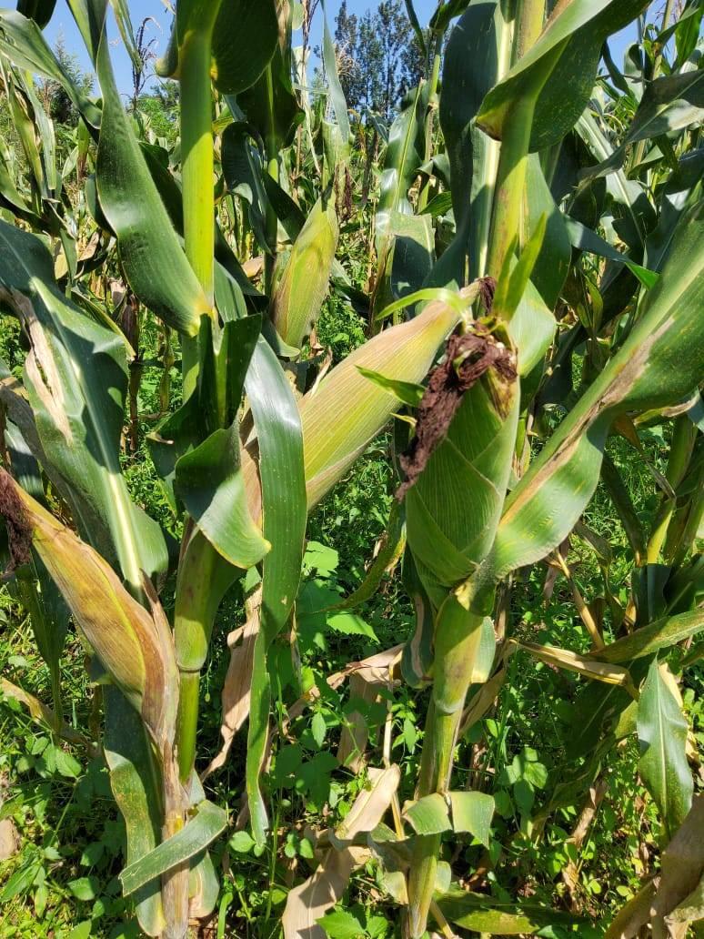 ADV 2308W Hybrid Maize 2kg - Image 9