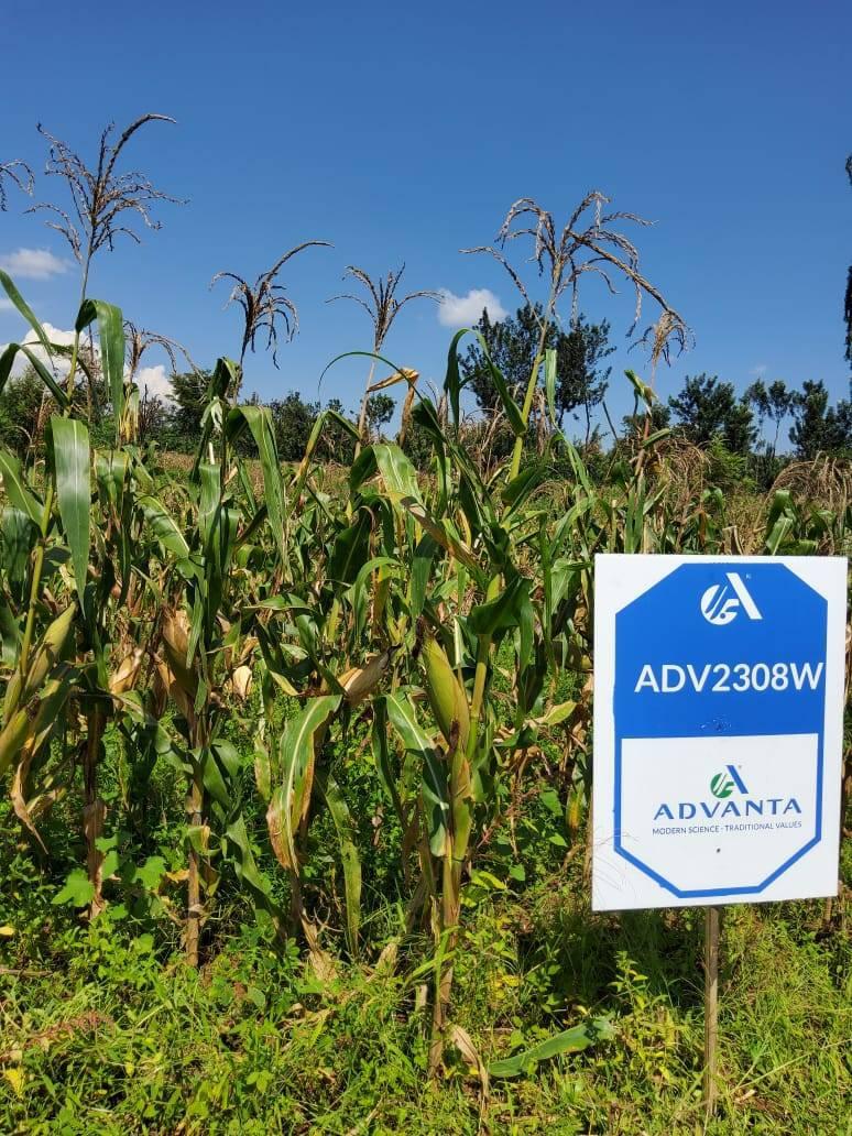 ADV 2308W Hybrid Maize 2kg - Image 10