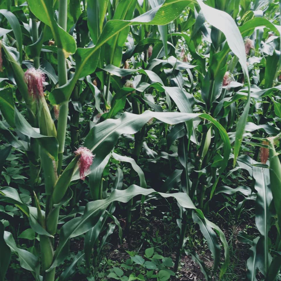 ADV 2308W Hybrid Maize 2kg - Image 11