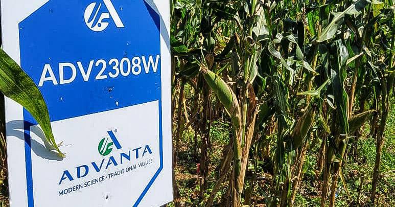 ADV 2308W Hybrid Maize 2kg - Image 12