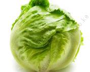 Lettuce Aviram 1000 Seeds Hybrid