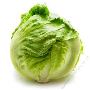 Lettuce Aviram 1000 Seeds Hybrid
