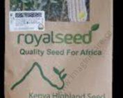 Royal Seed Maize 5101 (WE 2109)