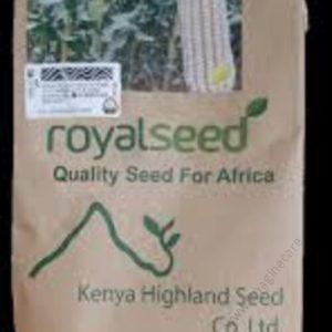 Royal Seed Maize 5101 (WE 2109)