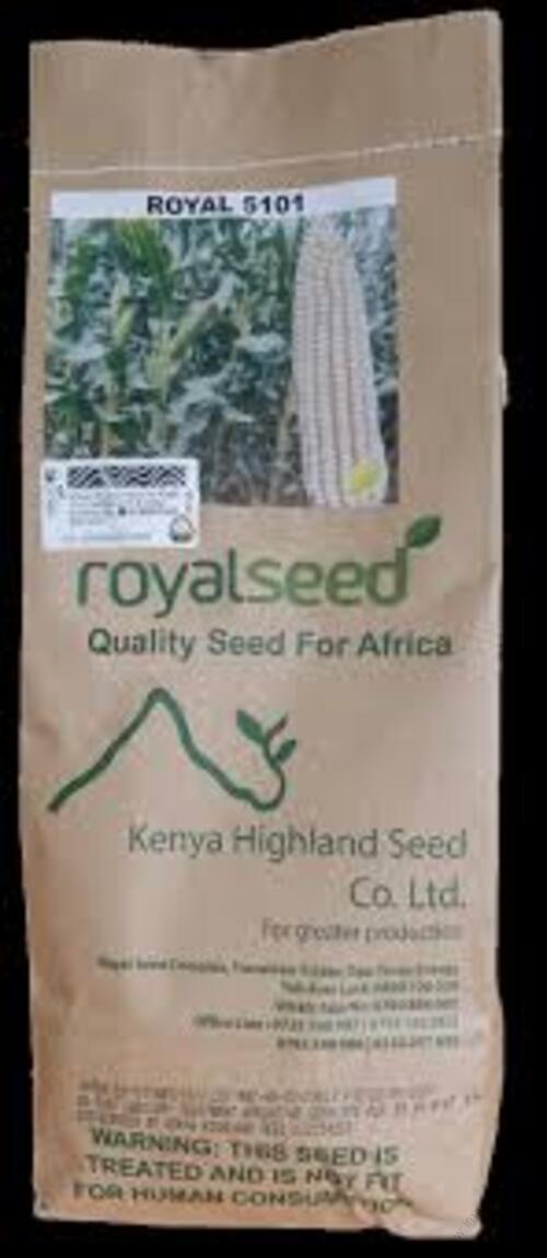 Royal Seed Maize 5101 (WE 2109)