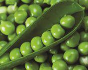 Peas Plum 500g