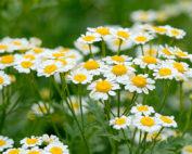 Chamomile Seeds 10g