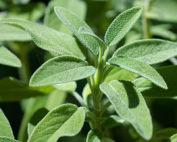 Fresh Sage Seeds 10g