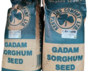 Gadam Sorghum Seeds- 2Kg