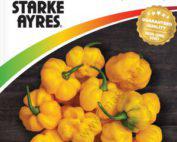 Starke Ayres Chilli Jamaican Yellow Scotch Bonnet Seeds