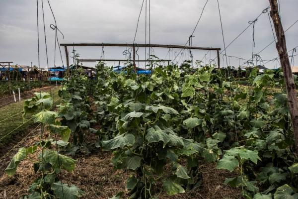 AgroZ Trellising Twine 5,000M - Image 3