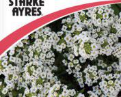 Alyssum Carpet of Snow Flower seeds