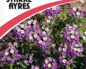 Alyssum Royal Carpet Flower Seeds