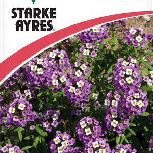 Alyssum Royal Carpet Flower Seeds