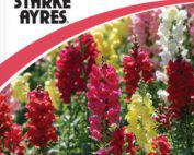 Antirrhinum Tip Top Flower Seeds