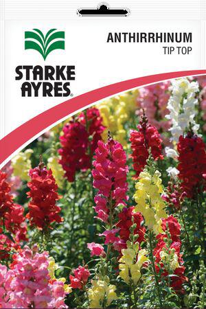 Antirrhinum Tip Top Flower Seeds