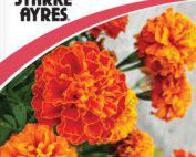 Marigold Dwarf Double Mix Flower Seeds