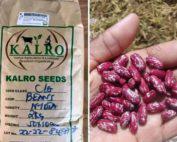 Nyota Beans seeds 2kg