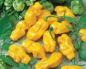 Yellow Habanero Seeds