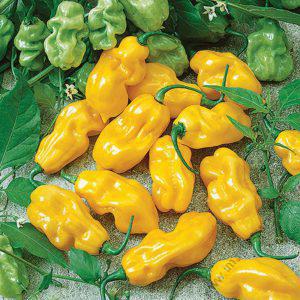 Yellow Habanero Seeds