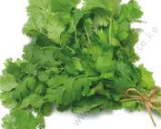 Coriander Long Standing 25gms