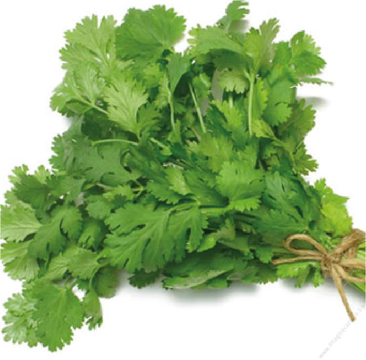 Coriander Long Standing 25gms