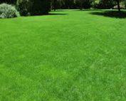 PENNCROSS BENTGRASS LAWN (Golf , Carpet Grass) 250 Grams
