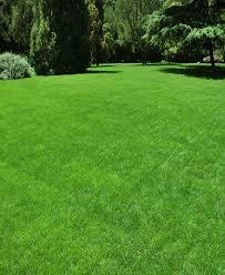 PENNCROSS BENTGRASS LAWN (Golf , Carpet Grass) 250 Grams