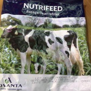 Forage Pearl Millet 500g
