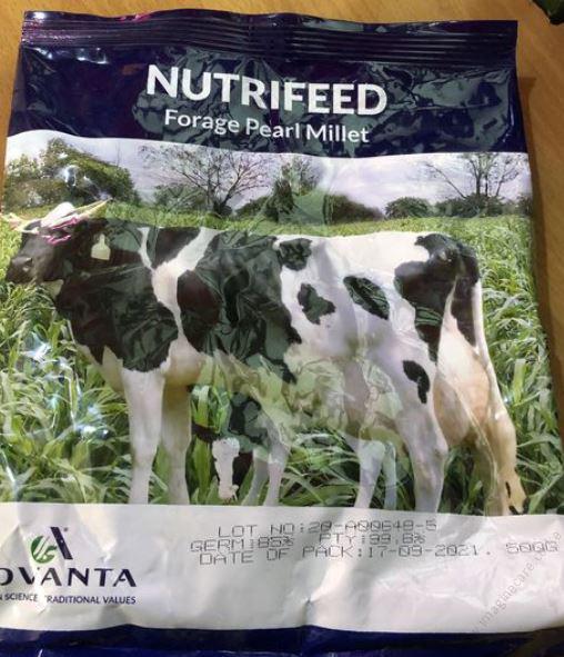 Forage Pearl Millet 500g
