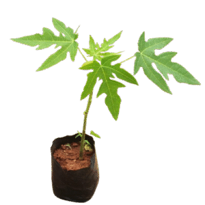 Solo Sunrise Pawpaw Seedling