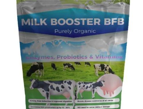 MILK BOOSTER-BFB contains required supplements, Enzymes, Probiotics, minerals, and other chelated elements in the right amounts to improve and to increase the productivity of the dairy cow.