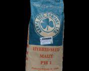 PH 1 Maize Hybrid Seed