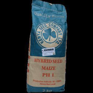 PH 1 Maize Hybrid Seed