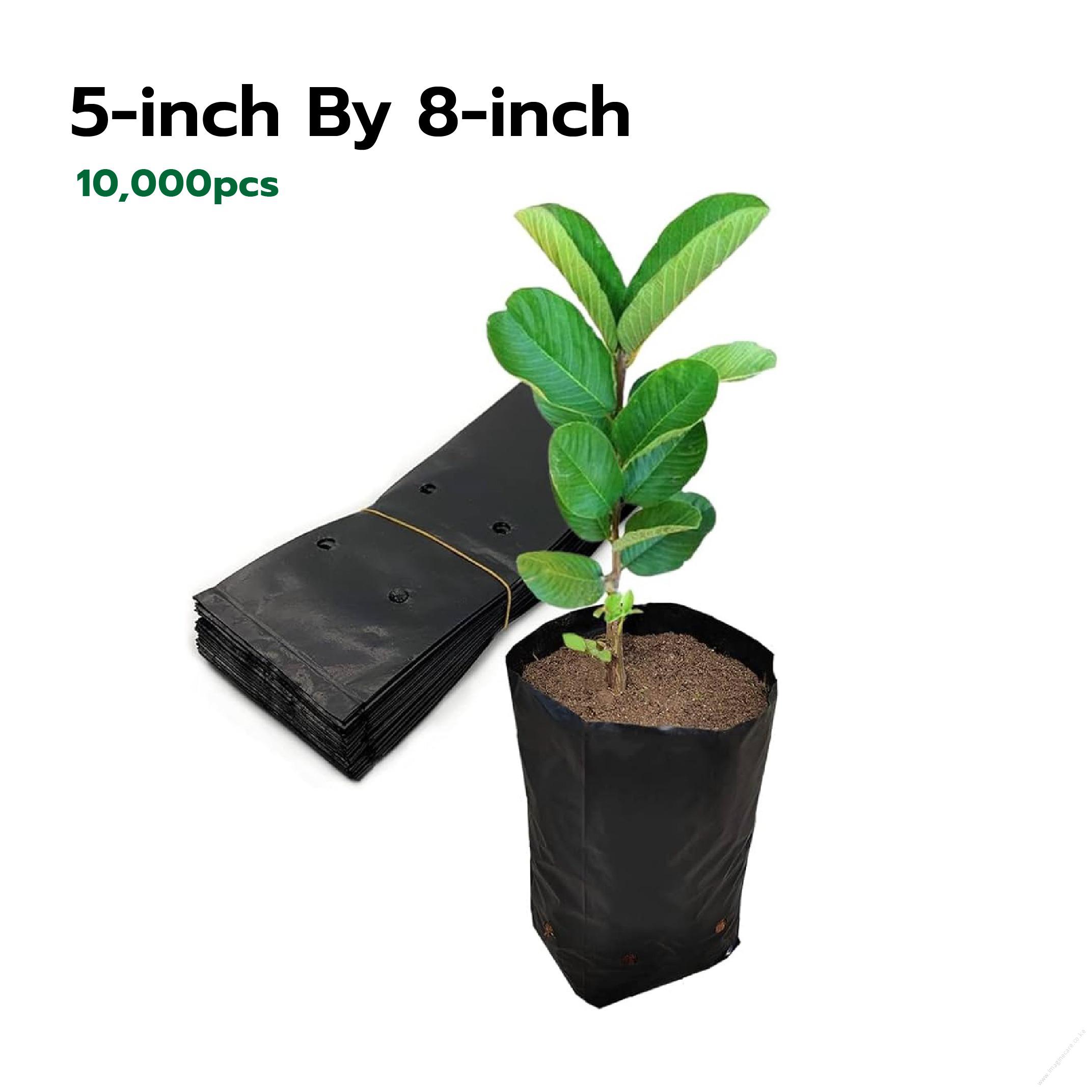 Seedling Bags 5x8 (Packet of 10,000 Pieces)