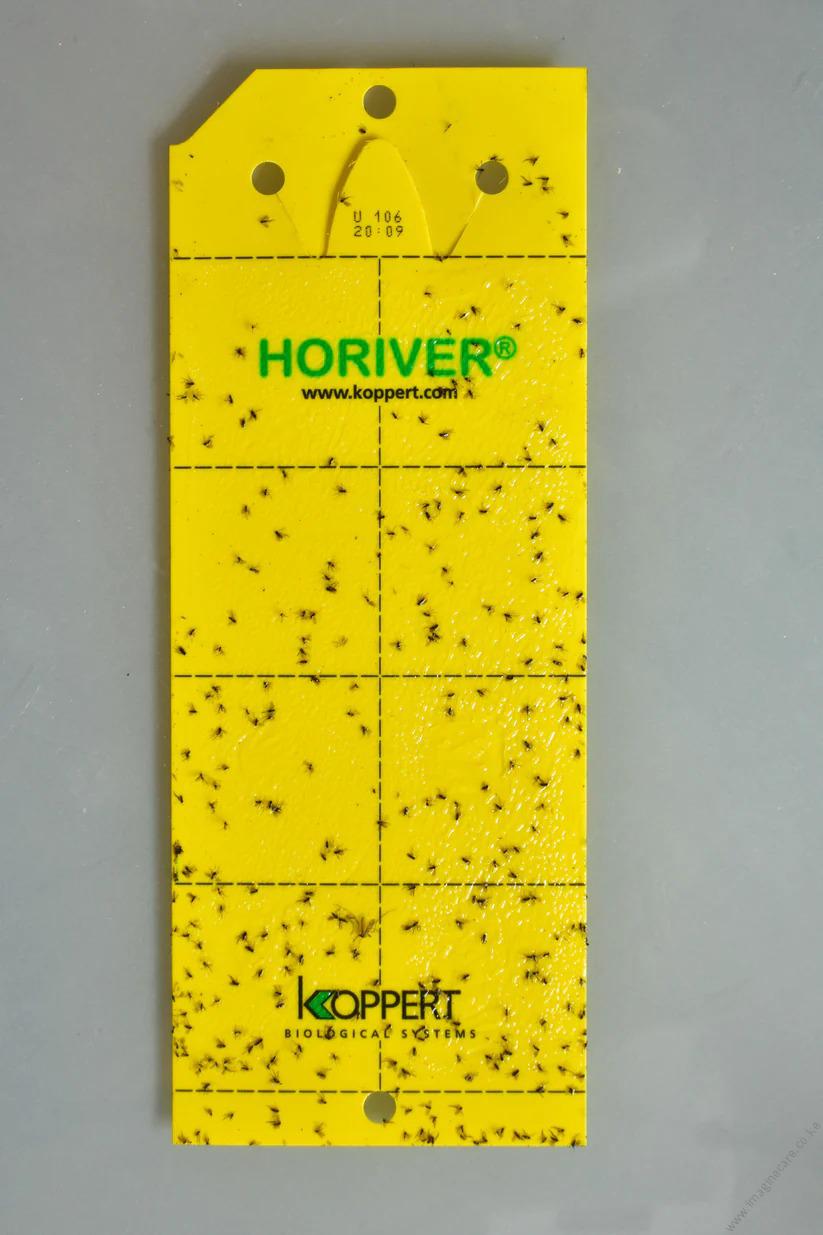 Horiver by Koppert 10 Sticky Cards Wetstick Yellow